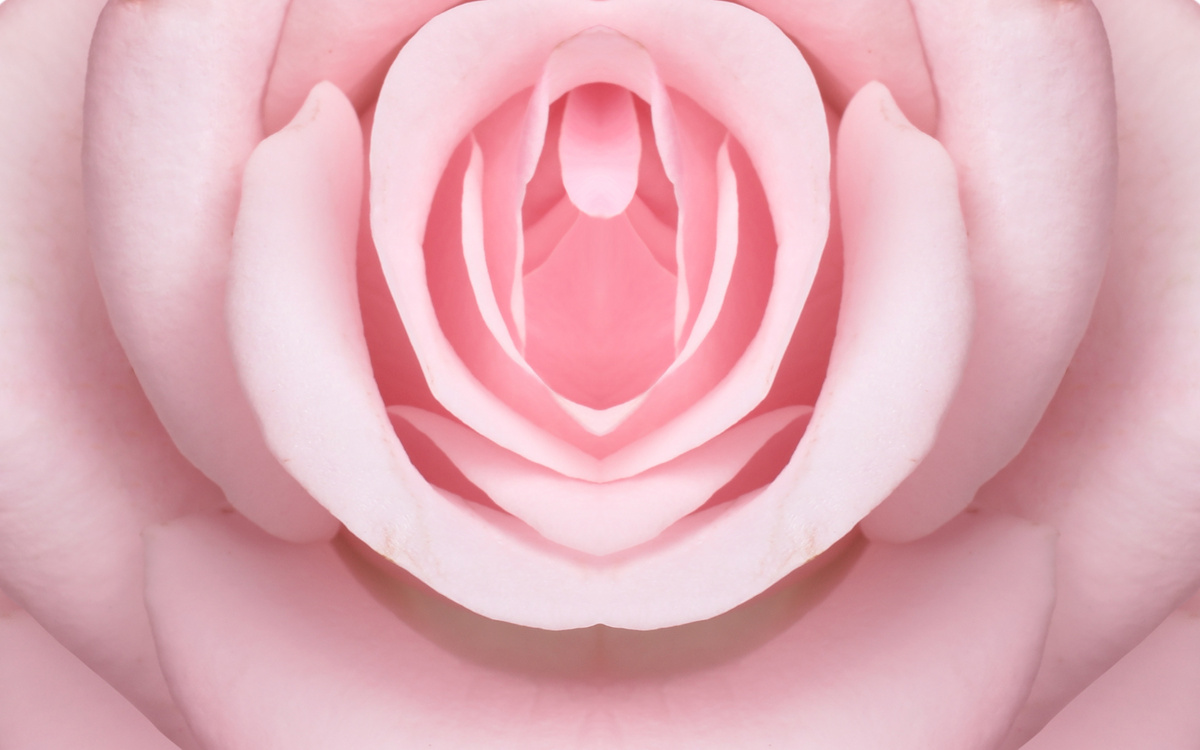 Metaphor Design. Rose Bud with Petals Resembling Vulva. Beautiful Flower as Background, Closeup